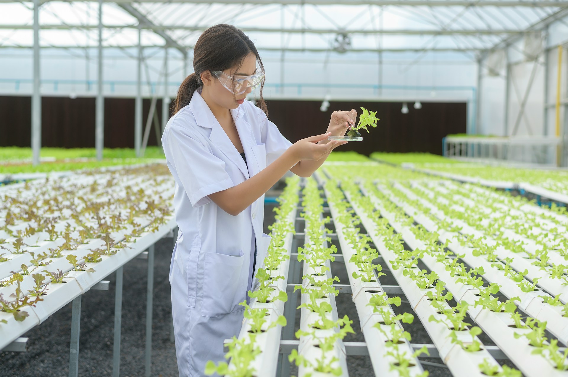 Maximizing Hydrangea Blooms: Choosing the Right Fertilizer