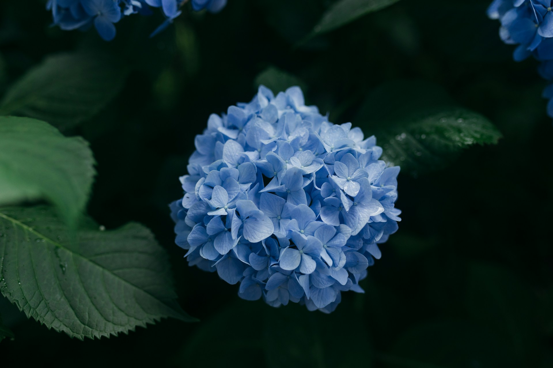 Blooming Beauties: Nurturing Your Hydrangeas